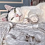 cat, white_cat, black_markings, knitted_blanket, texture, relaxed, indoor, furniture, bed, license_plates, wall_decor, closeup, pet, animal, soft_light, cozy, resting, cute, fur, whiskers