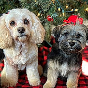 Kaden Kinsley is registered to the contest to win money with this photo: dog, pets, christmas, holiday, decorations, bows, cute, fluffy, indoor, blanket, tree, festive, animal, portrait, two_dogs, small_dogs, fur, companions, holiday_spirit, adorable