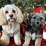 dog, pets, christmas, holiday, decorations, bows, cute, fluffy, indoor, blanket, tree, festive, animal, portrait, two_dogs, small_dogs, fur, companions, holiday_spirit, adorable