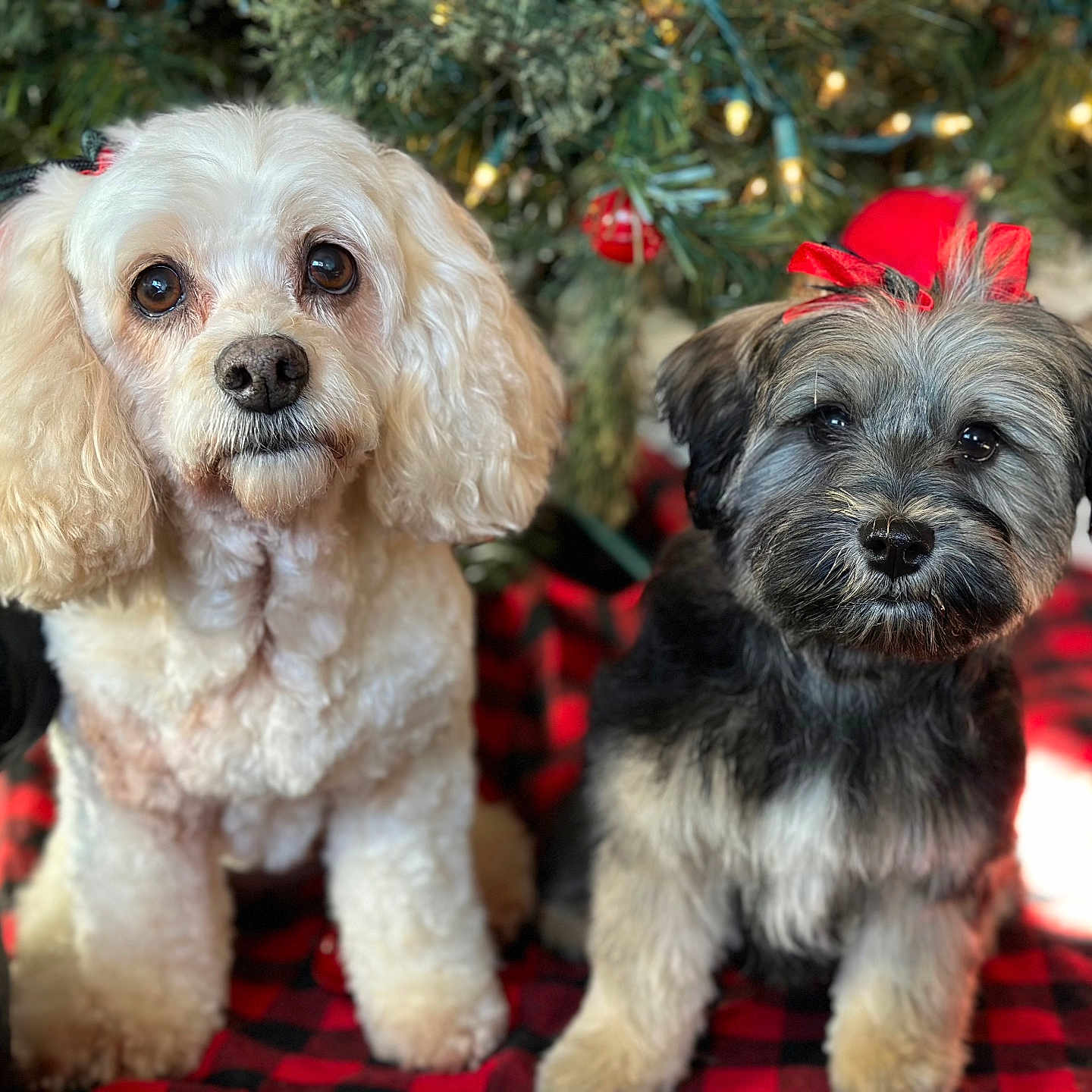 Kaden Kinsley is registered to the contest to win money with this photo: adorable, animal, blanket, bows, christmas, companions, cute, decorations, dog, festive, fluffy, fur, holiday, holiday_spirit, indoor, pets, portrait, small_dogs, tree, two_dogs