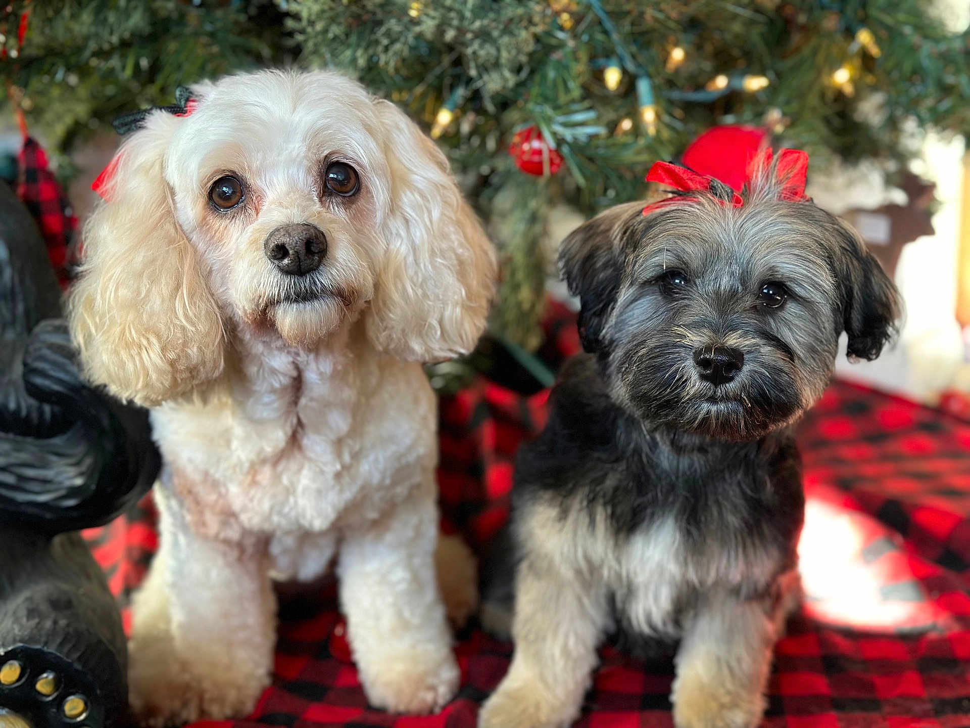Kaden Kinsley is registered to the contest to win money with this photo: dog, pets, christmas, holiday, decorations, bows, cute, fluffy, indoor, blanket, tree, festive, animal, portrait, two_dogs, small_dogs, fur, companions, holiday_spirit, adorable