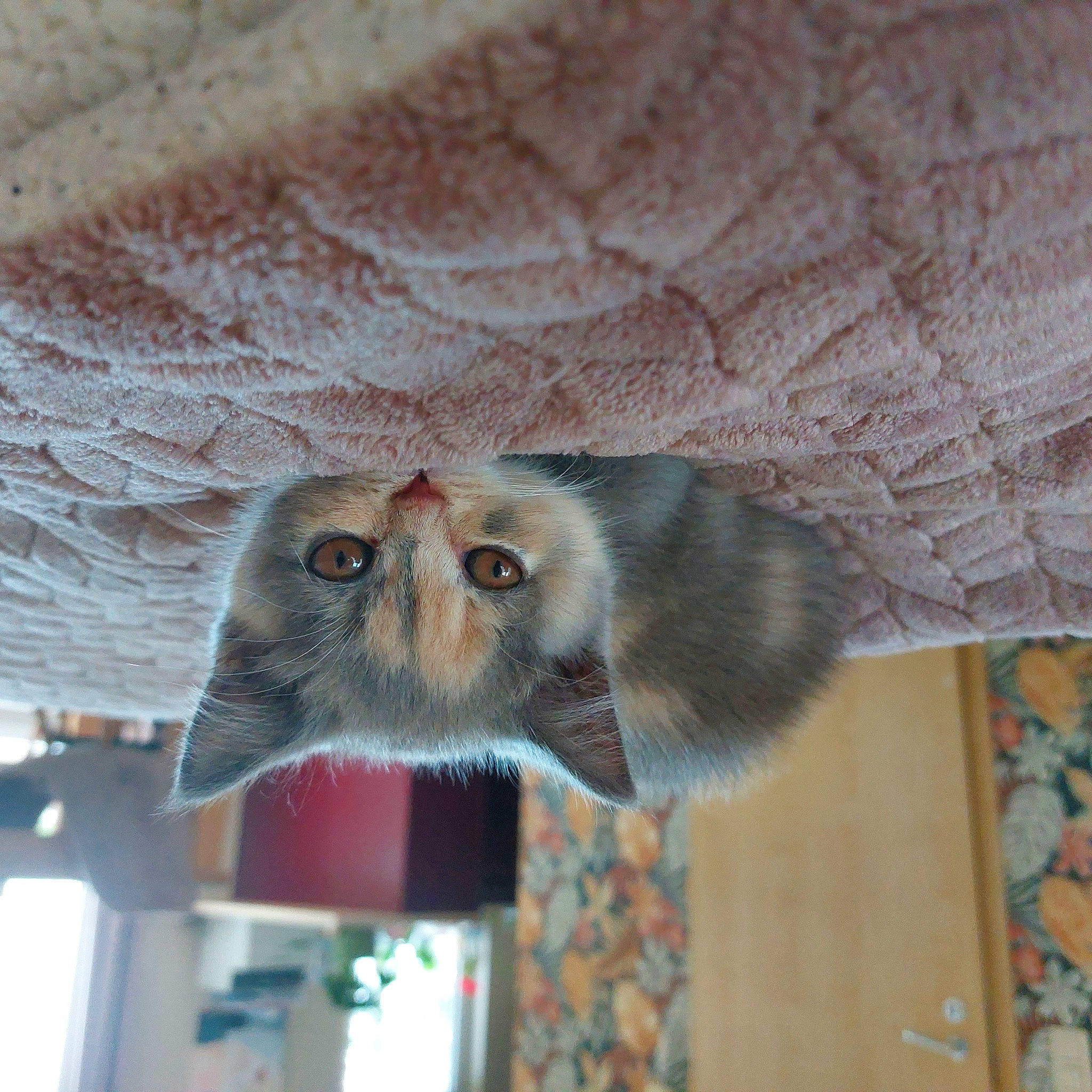 Lili a rejoint le concours — aidez-le/la à gagner de superbes lots ! bird_of_prey, carnivore, cat, domestic_short_haired_cat, fawn, felidae, foot, fur, grey, liver, plant, small_to_medium_sized_cats, snout, sporting_group, tail, terrestrial_animal, whiskers, wildlife, window, wood