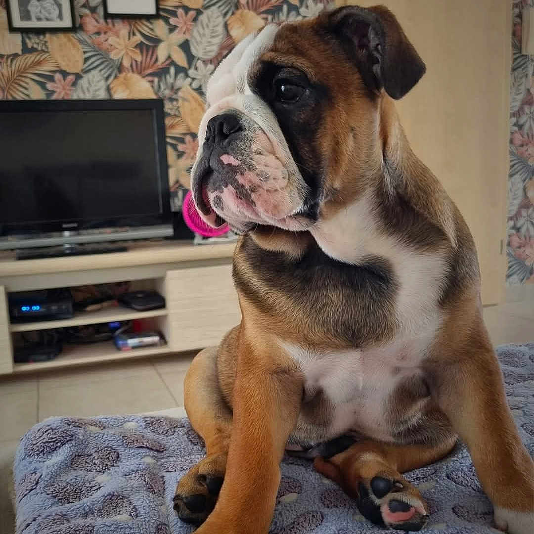 Brasco
