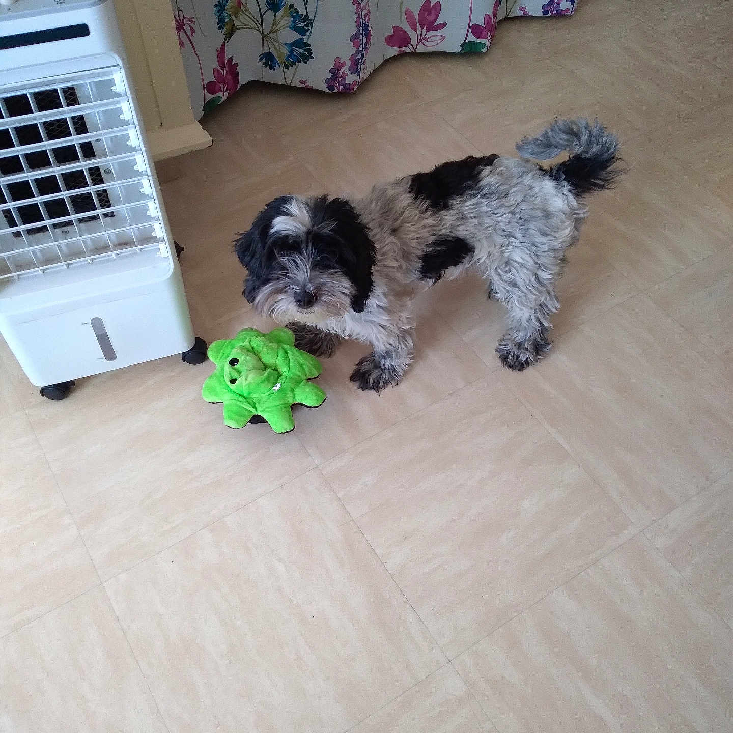 Luna a rejoint le concours — aidez-le/la à gagner de superbes lots ! animal, appliance, black_and_white, curtains, cute, dog, domestic, floor, fur, home, indoor, looking, pet, playful, plush_toy, room, standing, tail, tile, toy