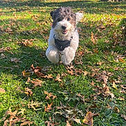 Milo joined the competition — help win amazing prizes! dog, puppy, small_dog, fluffy, curly_hair, black_and_white, happy, sitting, outdoors, park, grass, fallen_leaves, autumn, sunlight, harness, pet, animal, portrait, nature, playful