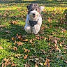 dog, puppy, small_dog, fluffy, curly_hair, black_and_white, happy, sitting, outdoors, park, grass, fallen_leaves, autumn, sunlight, harness, pet, animal, portrait, nature, playful