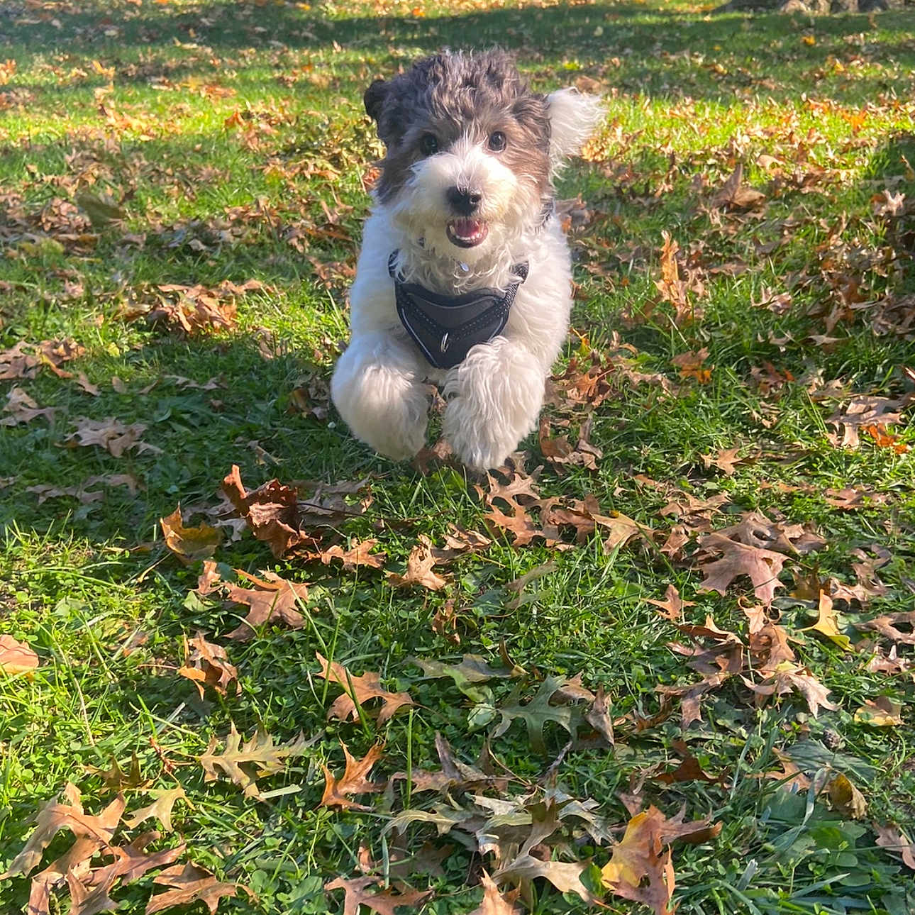 Milo