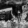 Samba participe au concours pour gagner de l'argent avec cette photo : action, animal, animal_portrait, black_and_white, canine, dog, dynamic, energetic, focus, fur, motion, nature, outdoor, playful, portrait, river, splash, water, water_splash, wet