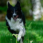Samba a rejoint le concours — aidez-le/la à gagner de superbes lots ! dog, black_and_white, running, grass, outdoor, nature, tongue_out, playful, animal, fur, greenery, blurred_background, happy, pet, canine, forest, daylight, motion, energetic, closeup