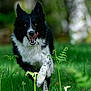 dog, black_and_white, running, grass, outdoor, nature, tongue_out, playful, animal, fur, greenery, blurred_background, happy, pet, canine, forest, daylight, motion, energetic, closeup