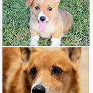 Skeeter is registered to the contest to win money with this photo: dog, puppy, corgi, grass, tongue_out, close_up, portrait, ears, nose, fur, brown_fur, white_fur, animal, pet, outdoor, cute, adorable, sitting, eyes, head