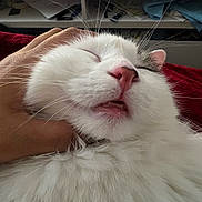 Alfie joined the competition — help win amazing prizes! cat, pet, fluffy, white_fur, pink_nose, hand, relaxed, indoor, shelf, clothes, sleepy, close_up, whiskers, cute, animal, feline, mouth_open, nose, fur, comfort