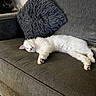Alfie is registered to the contest to win money with this photo: cat, white_cat, sleeping, couch, gray_couch, pillow, gray_pillow, indoor, furniture, pet, relaxation, cozy, fluffy, animal, resting, cute, domestic_cat, home, soft, comfortable