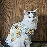 cat, white_cat, black_markings, sunflower_shirt, pet_clothing, sitting, carpet, wooden_background, indoor, fur, animal, cute, curious_eyes, portrait, feline, domestic_animal, long_hair, whiskers, pink_nose, posing