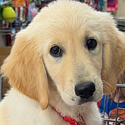 Marley joined the competition — help win amazing prizes! adorable, animal, brown_eyes, close_up, collar, cute, dog, domestic_animal, ears, face, fluffy, furry, golden_retriever, indoors, mammal, pet, pet_accessory, puppy, shopping_cart, young_dog