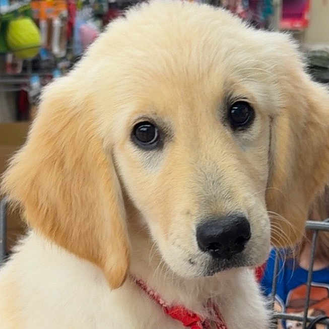 Marley