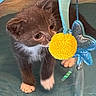 Leo is registered to the contest to win money with this photo: animal, background_blur, blue_star, cat, close_up, crouching, curious, domestic_cat, exploring, fur, indoor, kitten, pet, playful, soft_light, toy, whiskers, white_paws, yellow_pom_pom, young
