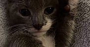 Leo is registered to the contest to win money with this photo: adorable, animal_face, cat, closeup, cute, feline, fur, gray, indoor, kitten, paw, pet, portrait, raised_paw, relaxed, sleepy, soft_blanket, whiskers, white, young_animal