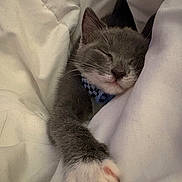 Leo is registered to the contest to win money with this photo: bed, blanket, cat, closeup, collar, cozy, cute, domestic_cat, feline, fur, gray_cat, indoor, kitten, paw, pet, relaxed, resting, sleeping, whiskers, white_paw