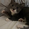 Leo is registered to the contest to win money with this photo: animal, bed, cat, cozy, curious, cute, ears, feline, gray_cat, indoor, kitten, looking, paw, pet, resting, sheet, soft, whiskers, white_paws, young_cat