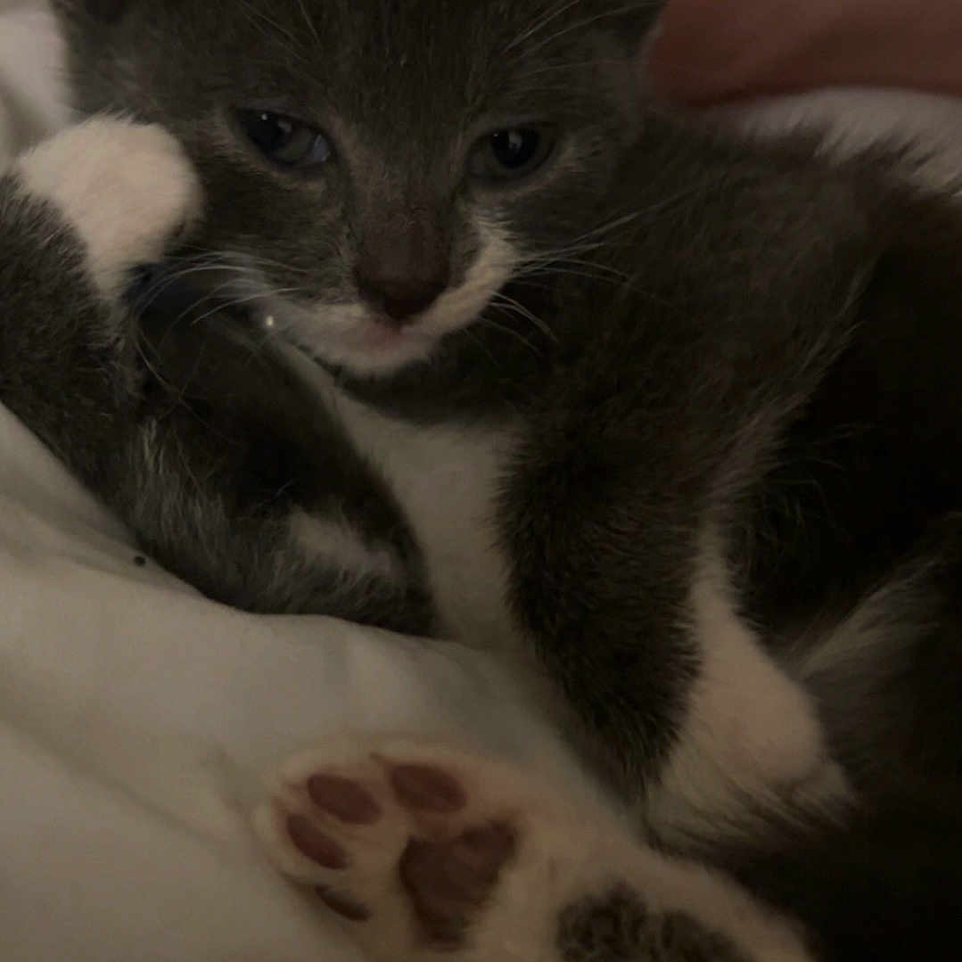 Leo