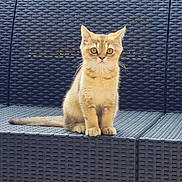 Orion participe au concours pour gagner de l'argent avec cette photo : kitten, cat, outdoor, sofa, woven_furniture, fence, bamboo, pet, animal, sitting, curious, young_cat, domestic_cat, furniture, backdrop, daylight, eyes, tail, cute, calm