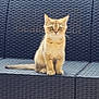 kitten, cat, outdoor, sofa, woven_furniture, fence, bamboo, pet, animal, sitting, curious, young_cat, domestic_cat, furniture, backdrop, daylight, eyes, tail, cute, calm