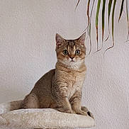 Orion a rejoint le concours — aidez-le/la à gagner de superbes lots ! animal, beige, cat, cat_tree, curious, cute, ears, feline, fluffy, fur, houseplant, indoor, kitten, looking, perched, pet, plant, wall, whiskers, young