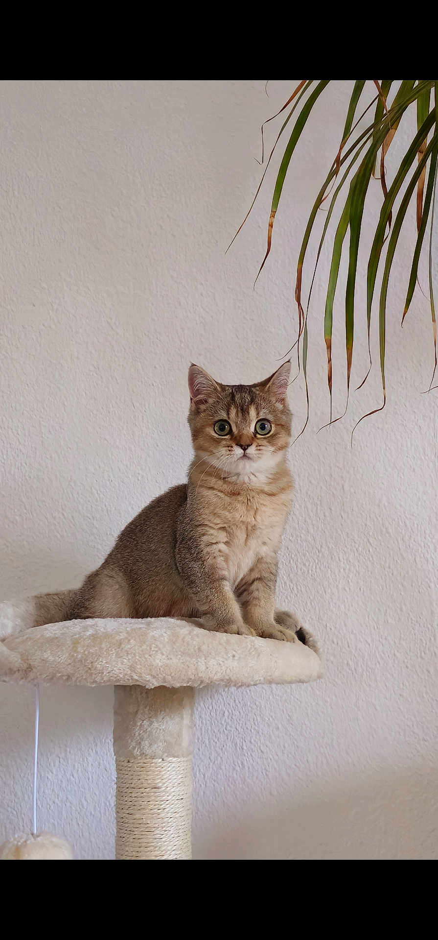 Orion