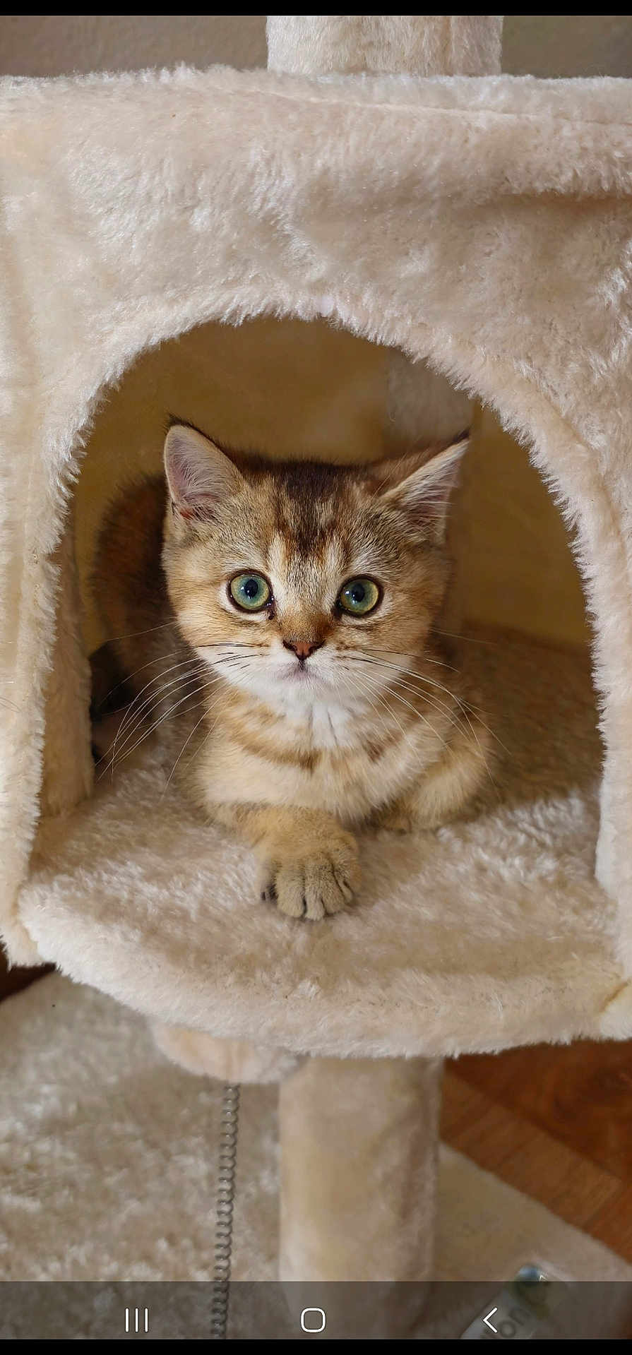 Orion
