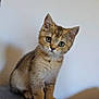 Orion a rejoint le concours — aidez-le/la à gagner de superbes lots ! kitten, cat, pet, animal, feline, cute, young, indoor, curious, green_eyes, whiskers, fur, small, sitting, portrait, domestic, mammal, soft, adorable, looking