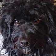 Cota joined the competition — help win amazing prizes! animal, black_fur, close_up, companion, curly_fur, cute, dog, domestic_animal, eyes, face, friendly, fur_texture, furry, indoors, mammal, nose, pet, portrait, snout, whiskers