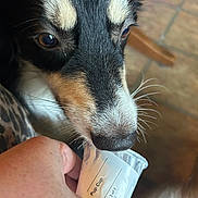 Merlin Doodlebop joined the competition — help win amazing prizes! dog, close_up, pup_cup, treat, hand, indoor, floor, tile, black_fur, white_fur, brown_fur, whiskers, snout, pet, animal, canine, food, curious, human_interaction, licking