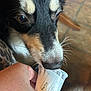 dog, close_up, pup_cup, treat, hand, indoor, floor, tile, black_fur, white_fur, brown_fur, whiskers, snout, pet, animal, canine, food, curious, human_interaction, licking