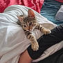 kitten, cat, tabby, pet, animal, paw, bed, blanket, person, arm, clothing, indoor, cozy, resting, cute, feline, fur, sleeping_area, comfort, home