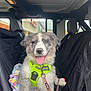 dog, puppy, car_interior, seat_cover, blanket, dog_harness, leash, toy, dog_treat, happy, tongue_out, fur, pet, animal, vehicle, window, seat, headrest, daytime, closeup