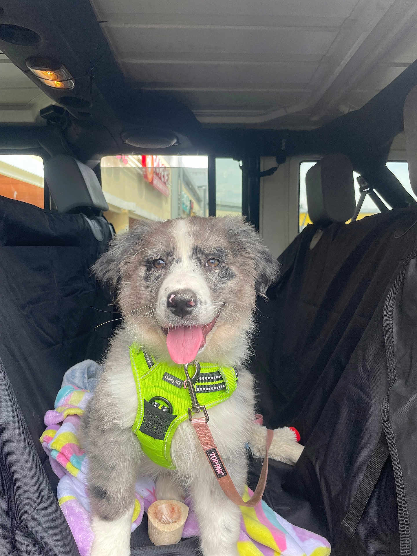 Koda joined the competition — help win amazing prizes! dog, puppy, car_interior, seat_cover, blanket, dog_harness, leash, toy, dog_treat, happy, tongue_out, fur, pet, animal, vehicle, window, seat, headrest, daytime, closeup