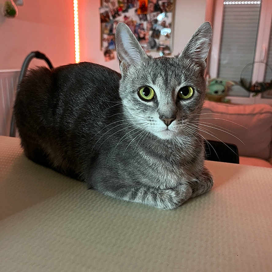 Soukila participe au concours pour gagner de l'argent avec cette photo : ambient_light, animal, cat, close_up, cozy, curtains, decor, domestic_cat, fur, gray_tabby, green_eyes, home, indoor, pet, photo_collage, relaxed, sitting, table, whiskers, window