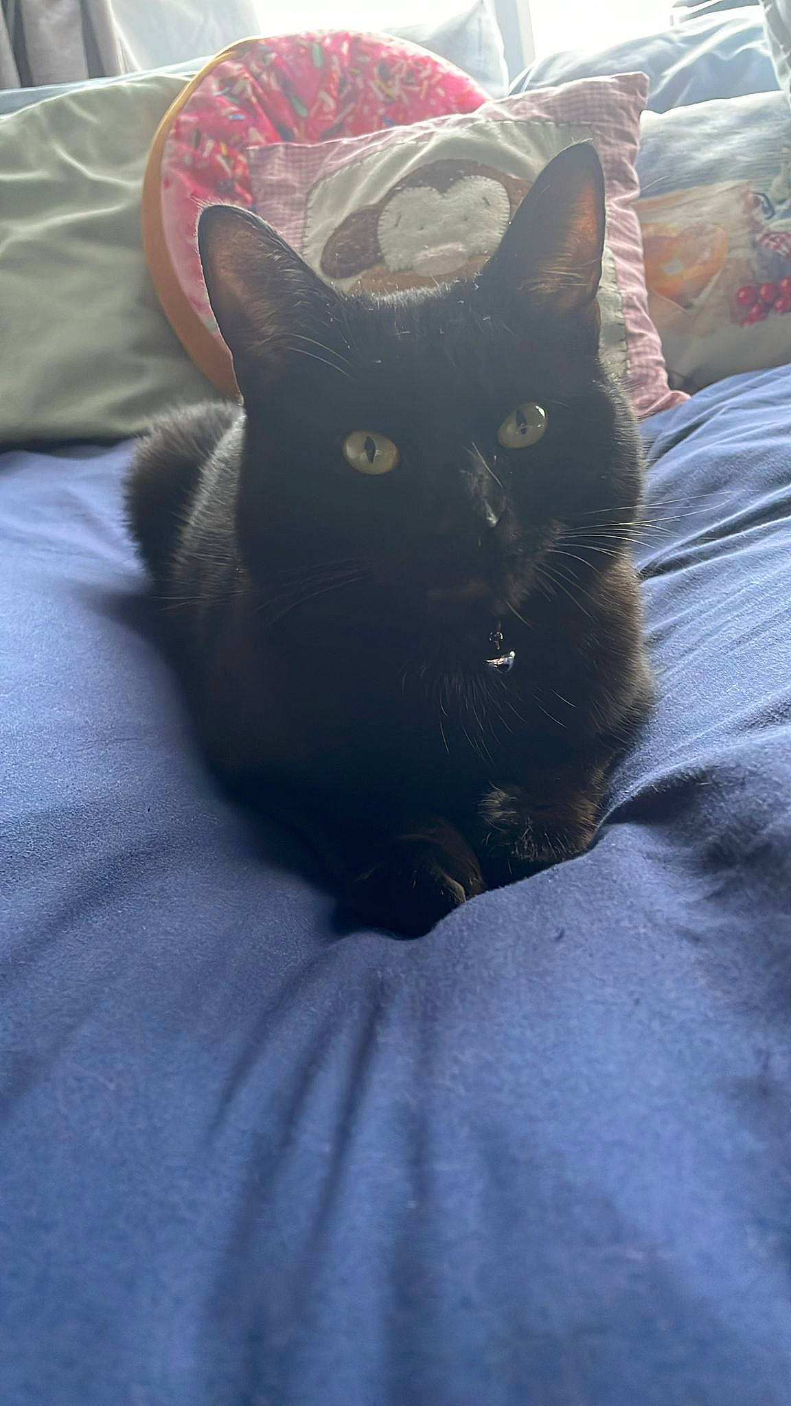 Pasha is registered to the contest to win money with this photo: bedding, black_cat, bombay, carnivore, cat, comfort, domestic_short_haired_cat, electric_blue, eye, felidae, fur, grey, head, linens, nap, sitting, small_to_medium_sized_cats, snout, tail, whiskers