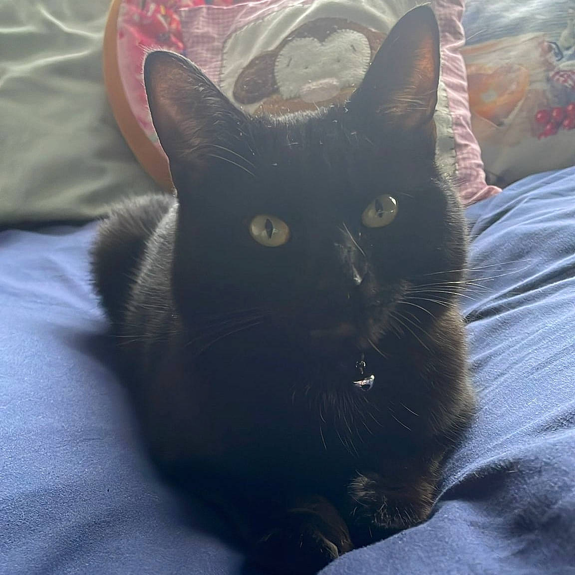 Pasha joined the competition — help win amazing prizes! black_cat, bombay, carnivore, cat, comfort, domestic_short_haired_cat, electric_blue, felidae, fur, grey, head, linens, sitting, small_to_medium_sized_cats, snout, square, tail, whiskers