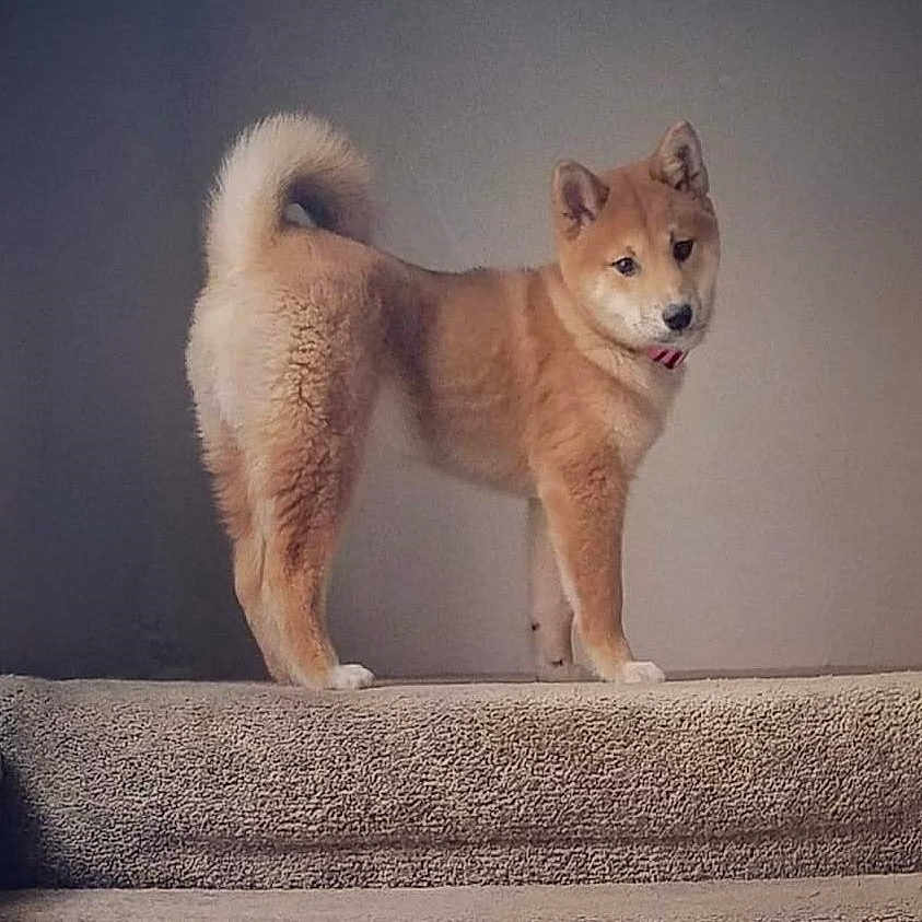 Lexi Rose joined the competition — help win amazing prizes! animal, canine, carpet, companion, curled_tail, cute, dog, domestic_animal, fur, indoor, looking_back, mammal, pet, portrait, puppy, shiba_inu, soft_lighting, stairs, tail, young_dog