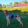 Vaiana a rejoint le concours — aidez-le/la à gagner de superbes lots ! dog, hound, spotted_dog, standing, outdoors, grass, lawn, countryside, backyard, red_collar, blue_sky, sunny, daylight, trees, hill, building, red_roof, profile, animal_portrait, nature