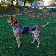Vaiana participe au concours pour gagner de l'argent avec cette photo : dog, hound, spotted_dog, standing, outdoors, grass, lawn, garden, red_collar, profile_view, animal, pet, canine, long_tail, short_coat, trees, fence, houses, sunlight, rural_landscape