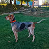 dog, hound, spotted_dog, standing, outdoors, grass, lawn, garden, red_collar, profile_view, animal, pet, canine, long_tail, short_coat, trees, fence, houses, sunlight, rural_landscape