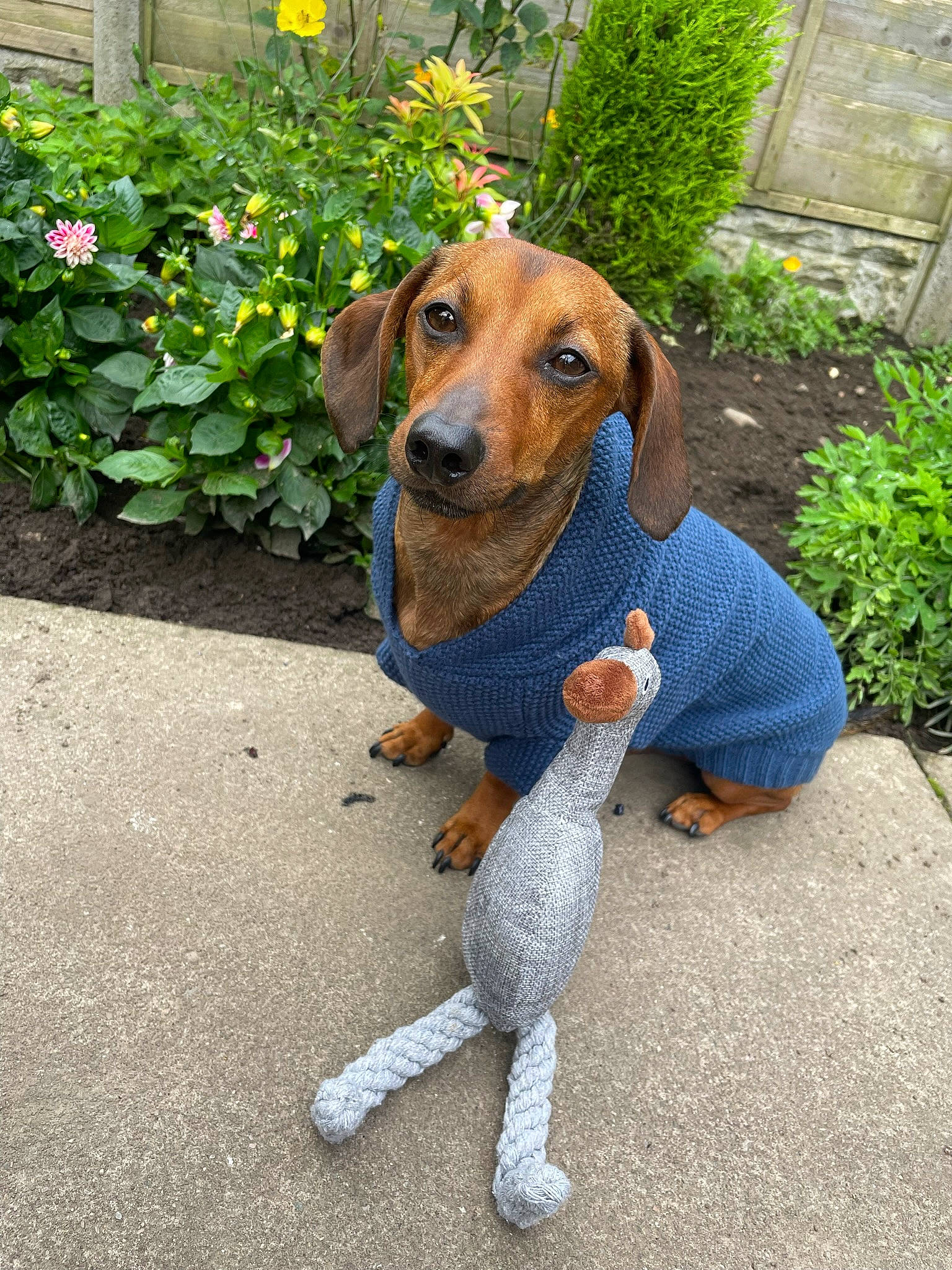 Franky joined the competition — help win amazing prizes! annual_plant, canidae, carnivore, collar, companion_dog, dog, dog_breed, dog_supply, fawn, flower, grass, groundcover, hound, hunting_dog, pet_supply, plant, snout, sporting_group, working_animal, working_dog