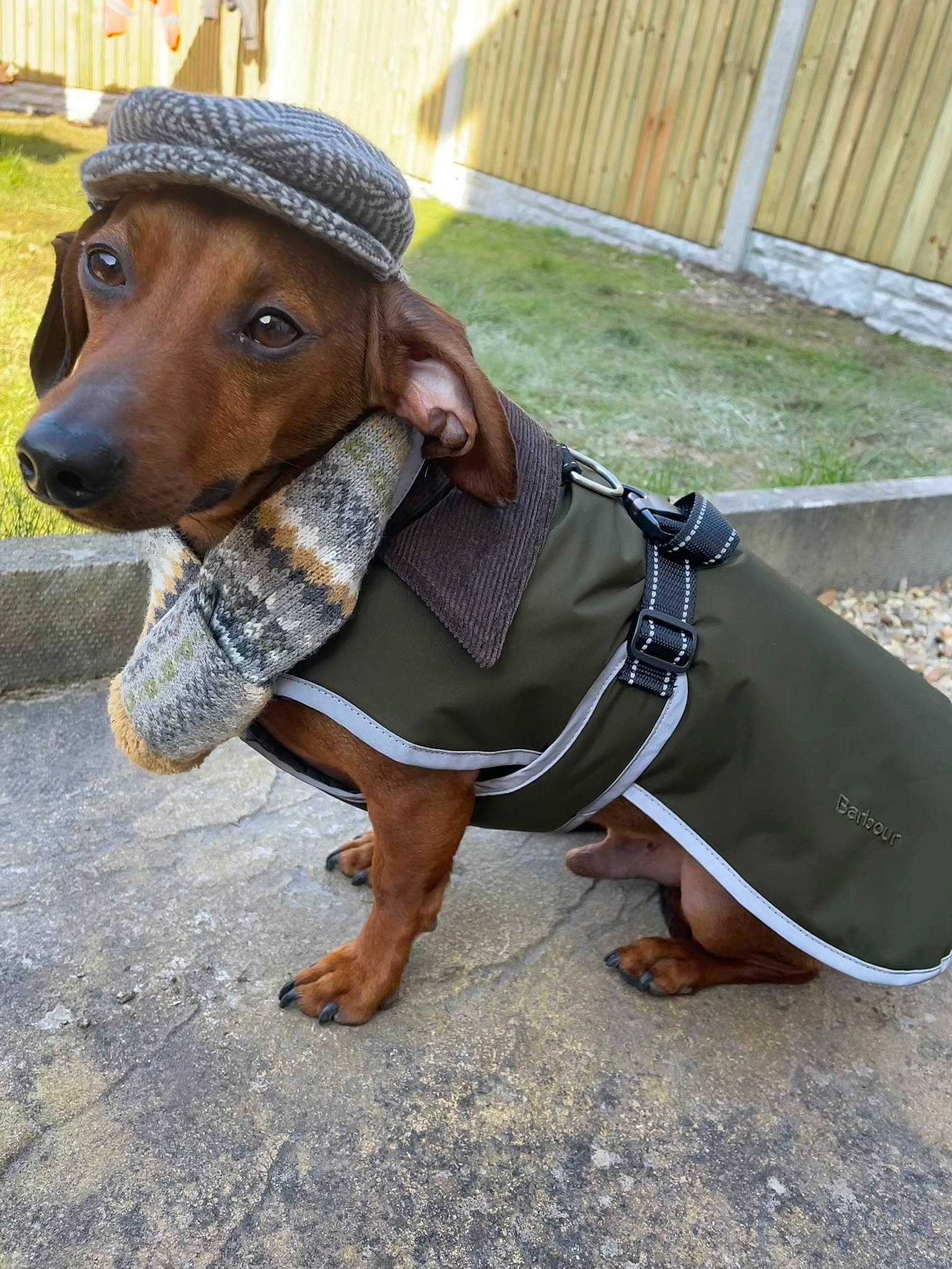 Franky is registered to the contest to win money with this photo: canidae, carnivore, companion_dog, dog, dog_breed, dog_collar, dog_supply, fashion_accessory, fawn, foot, grass, human_leg, leash, liver, pet_supply, sitting, snout, sporting_group, sunglasses, working_animal