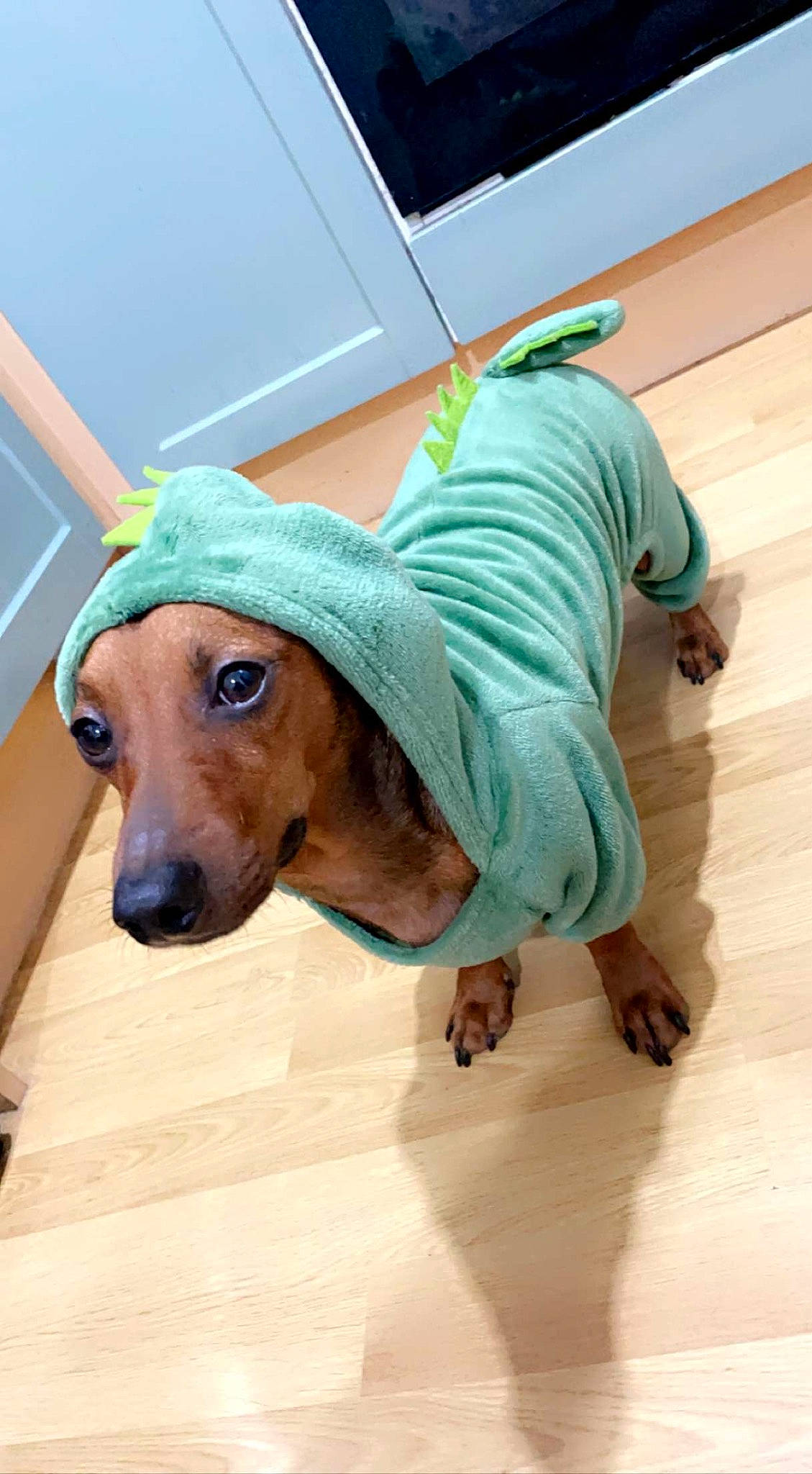 Franky is registered to the contest to win money with this photo: carnivore, collar, companion_dog, dog, dog_breed, dog_clothes, dog_supply, fashion_accessory, fawn, flooring, hardwood, leash, liver, personal_protective_equipment, pet_supply, sporting_group, sunglasses, whiskers, wood, working_animal