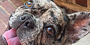 Vaya participe au concours pour gagner de l'argent avec cette photo : dog, french_bulldog, brindle, tongue_out, close_up, pet, animal, canine, ears, brown_eyes, happy, looking_up, outdoor, brick, steps, snout, cute, friendly, companion, portrait