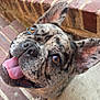 animal, brick, brindle, brown_eyes, canine, close_up, companion, cute, dog, ears, french_bulldog, friendly, happy, looking_up, outdoor, pet, portrait, snout, steps, tongue_out