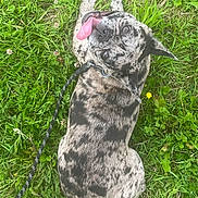 Vaya a rejoint le concours — aidez-le/la à gagner de superbes lots ! dog, grass, leash, tongue_out, playful, speckled, pet, outdoor, nature, canine, happy, animal, fur, greenery, summer, resting, cute, tongue, ears, expression